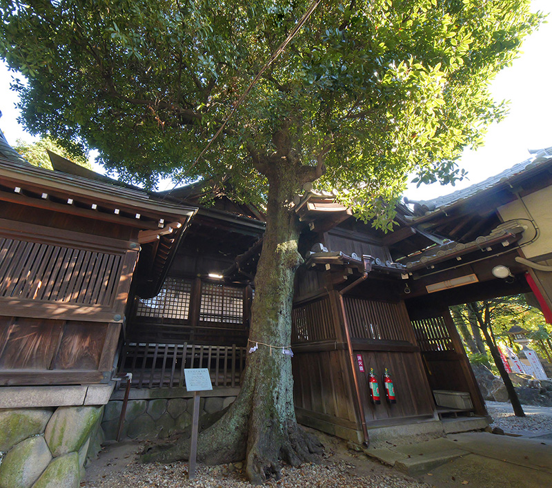 ツクバネガシの写真